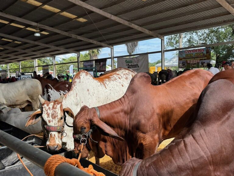 GANADO SUR VERACRUZ 3